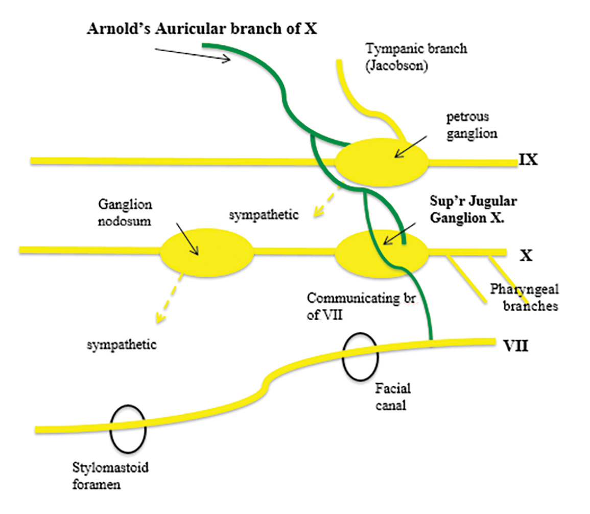 Arnold’s Nerve | ACNR