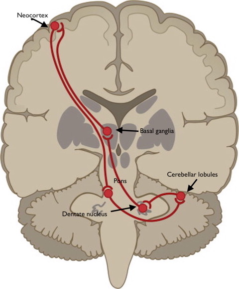 Figure 1. Simplified diagram of the Cerebro–cerebellar circuit [12]